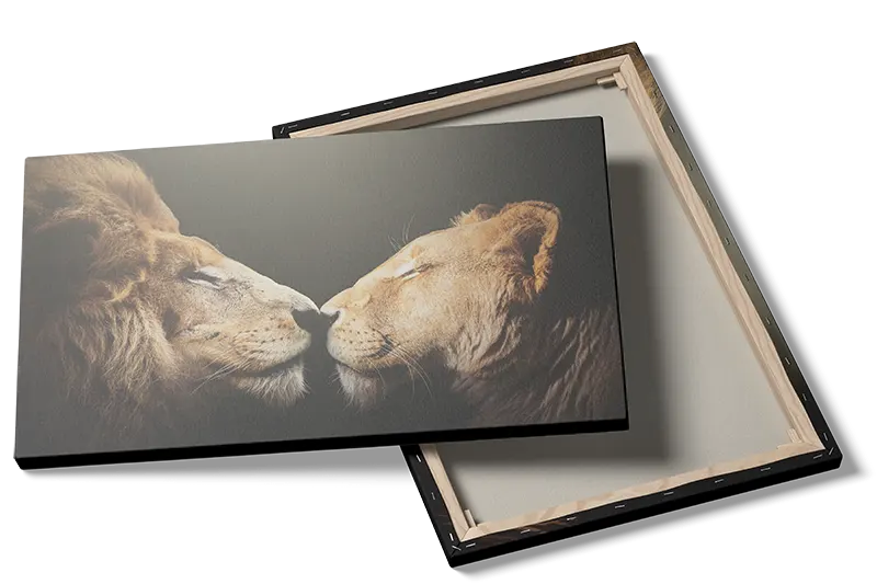 Lion Intimate Moment Plakat