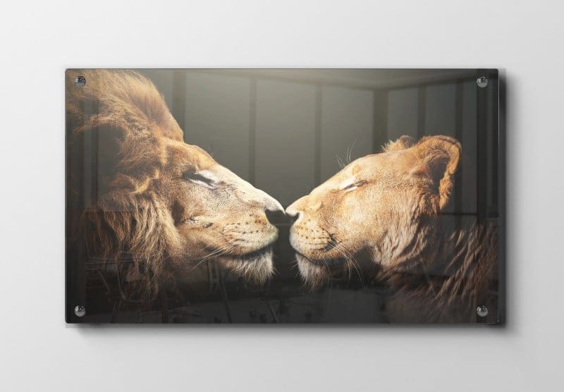 Lion Intimate Moment Plakat