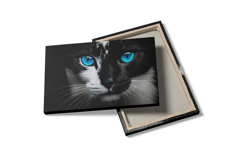 Cat Blue Eyes Plakat