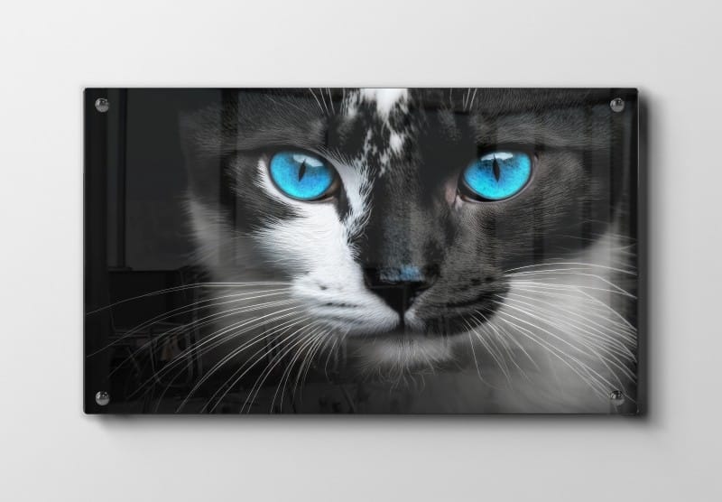 Cat Blue Eyes Plakat