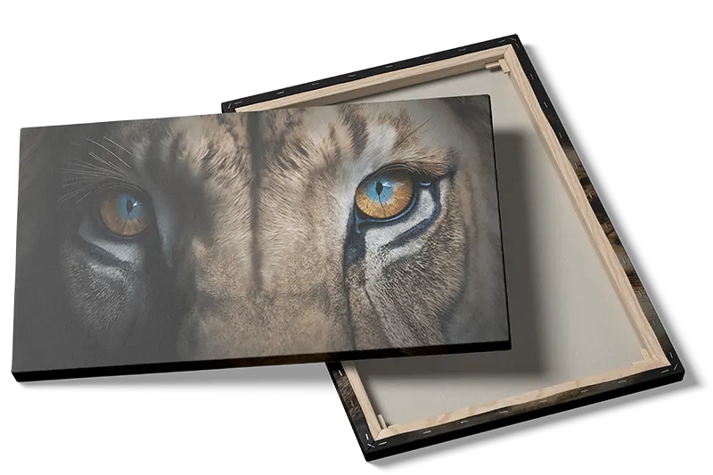 Lion Eyes Plakat