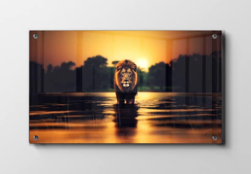 Lion At Sunset Plakat