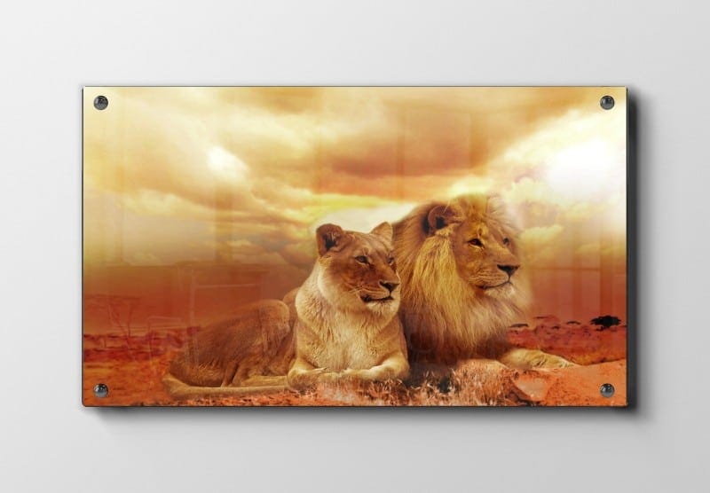 Lion Couple Sunset Plakat