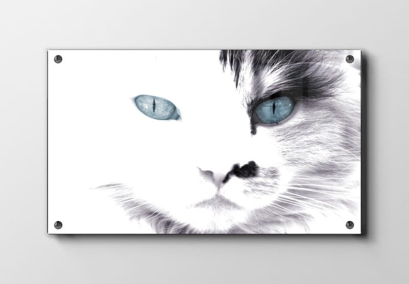 Blue Eyed No2 Plakat
