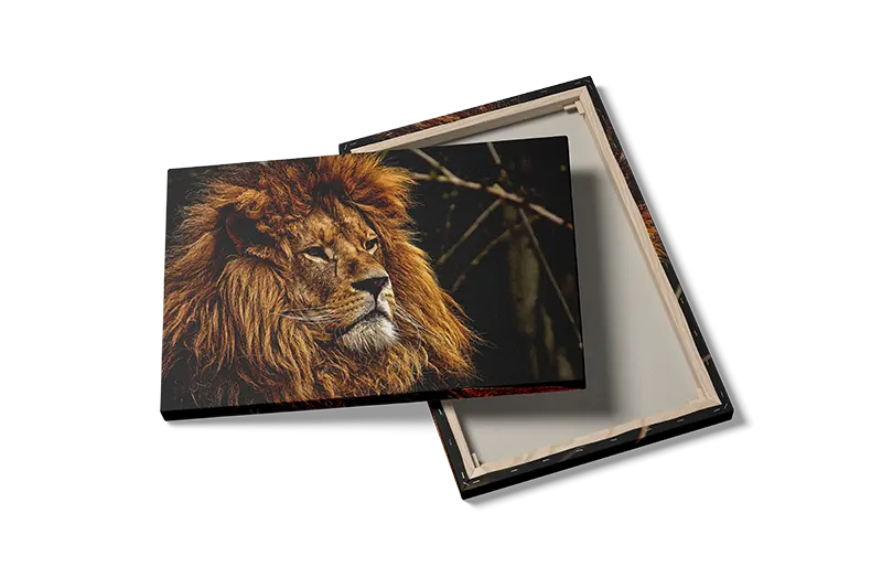 Majestic Lion Plakat
