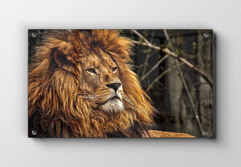 Majestic Lion Plakat