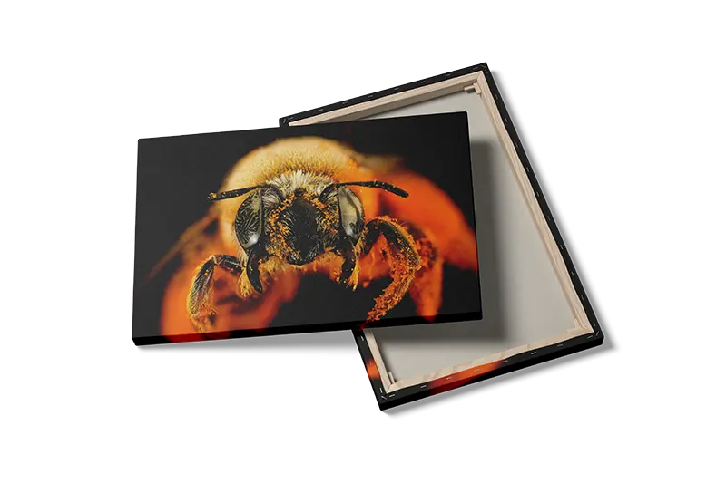 Honey Bee Plakat