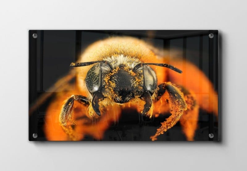 Honey Bee Plakat