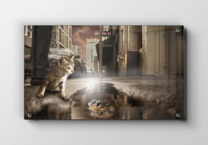 Curious Cat Plakat