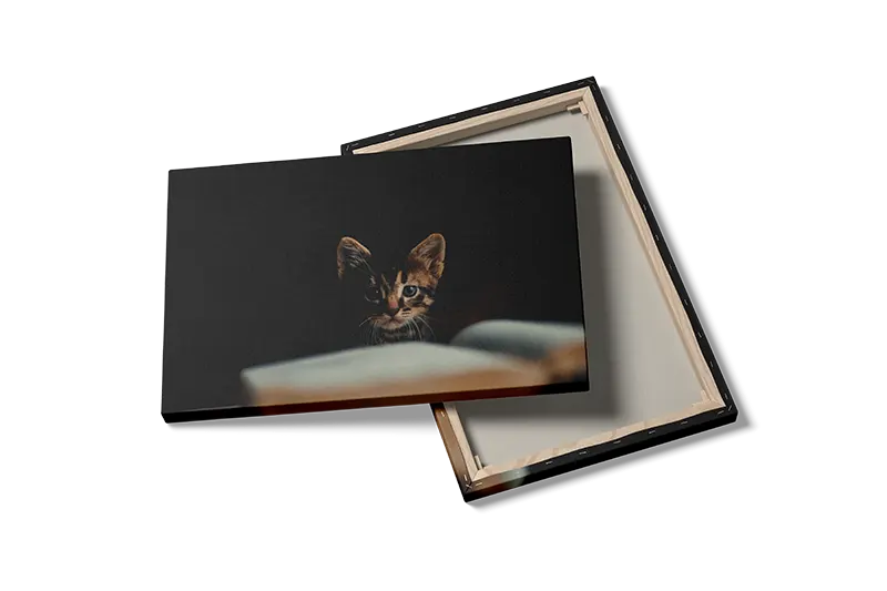 Tabby Kitten Plakat