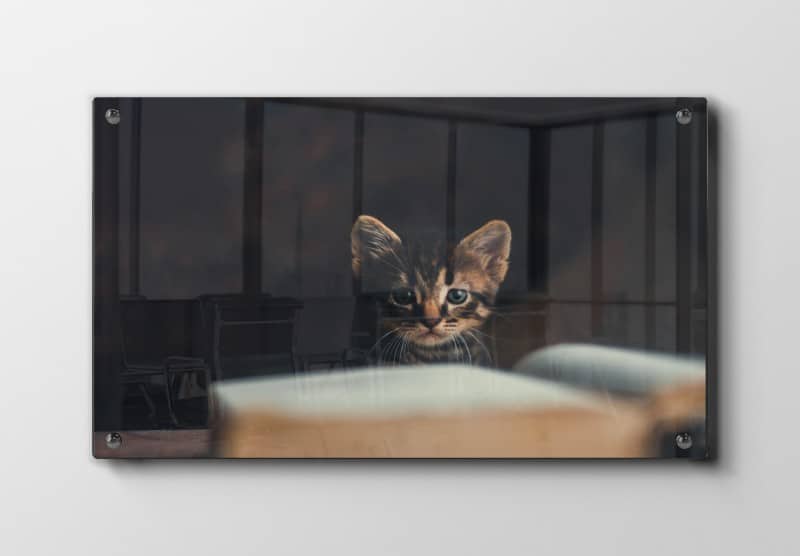 Tabby Kitten Plakat