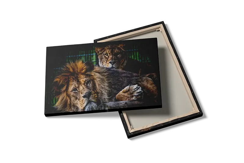 Resting Lions Plakat
