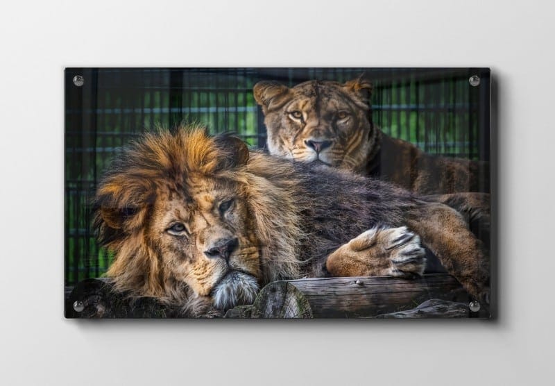 Resting Lions Plakat