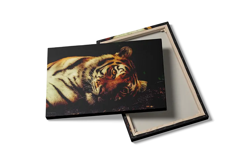 Tiger Lying Down Plakat