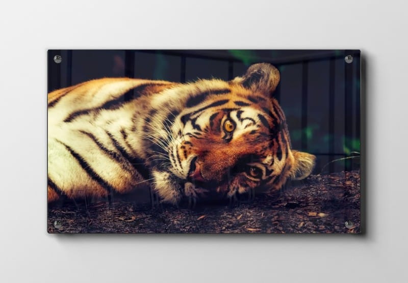 Tiger Lying Down Plakat