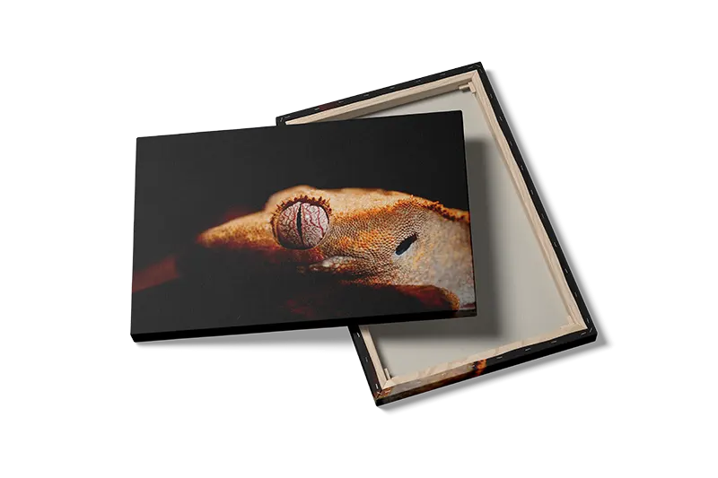 Crested Gecko Plakat