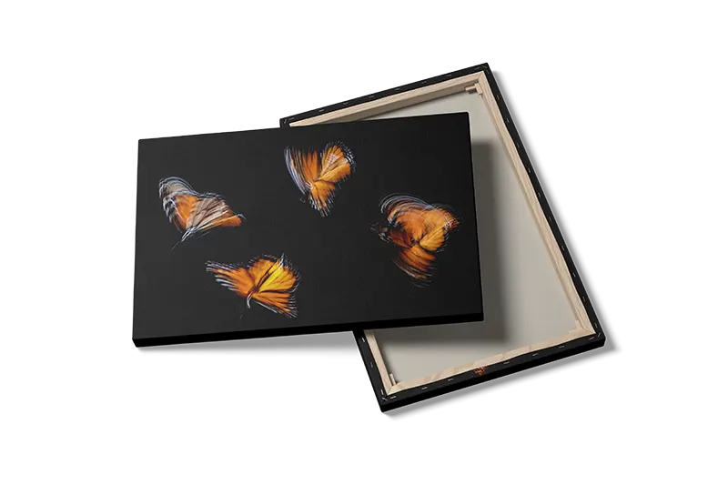 Monarch Butterfly No2 Plakat