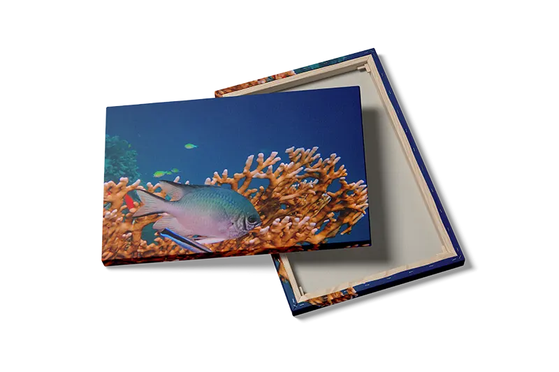 Coral Reef Fish No2 Plakat