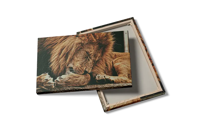 Sleeping Lion Plakat