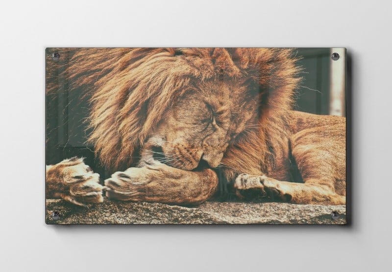 Sleeping Lion Plakat
