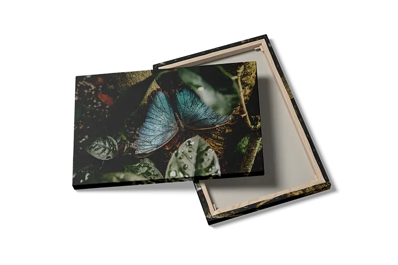 Blue Morpho Butterfly No2 Plakat