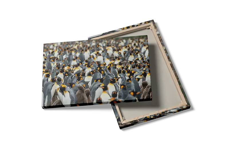 King Penguin Plakat