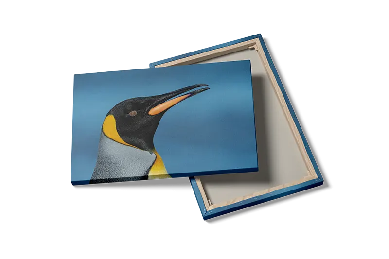 King Penguin Profile Plakat