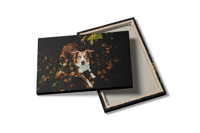 Australian Shepherd Plakat