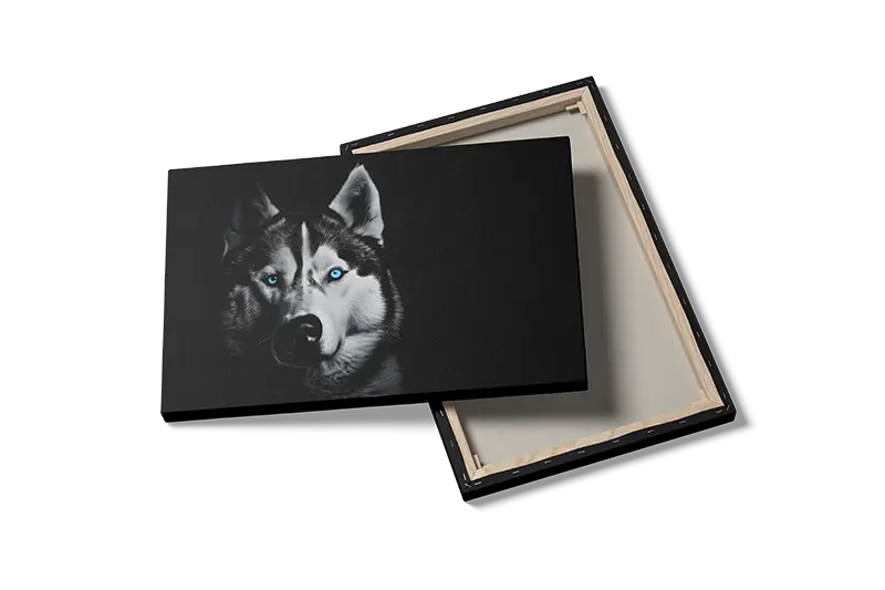 Siberian Husky No2 Plakat