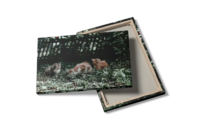 Domestic Cats Plakat