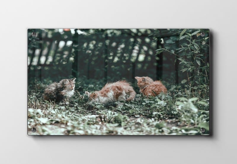 Domestic Cats Plakat