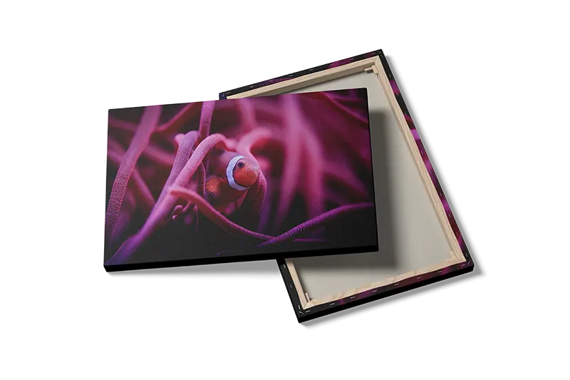 Clownfish In Anemone Plakat