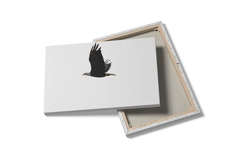 Bald Eagle In Flight Plakat