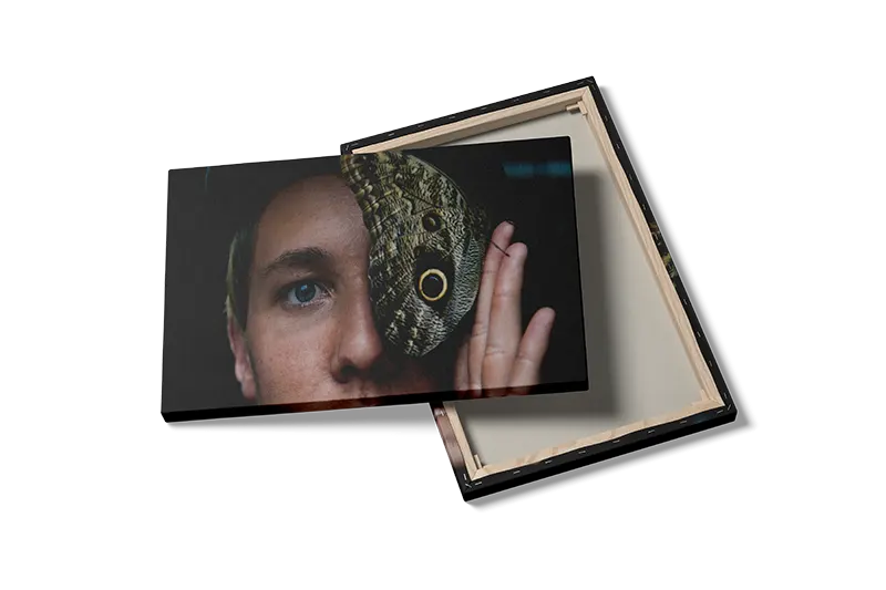 Owl Butterfly Plakat