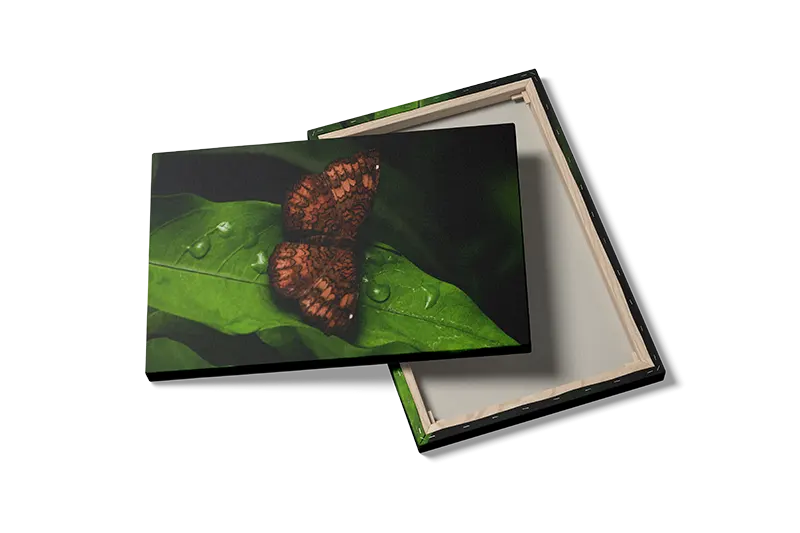 Brown Butterfly Plakat