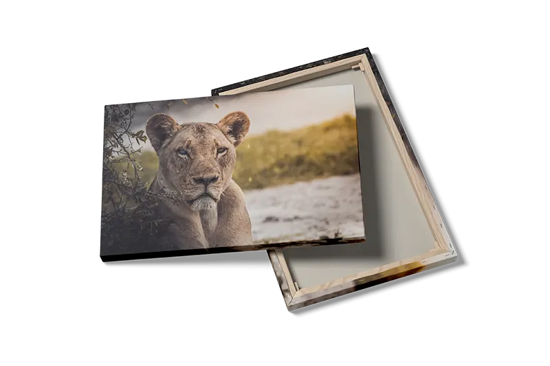 Lioness In Shade Plakat