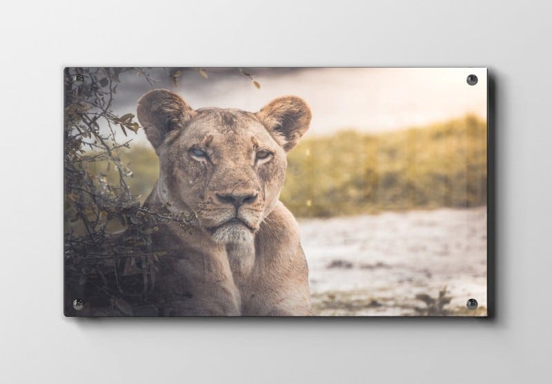 Lioness In Shade Plakat
