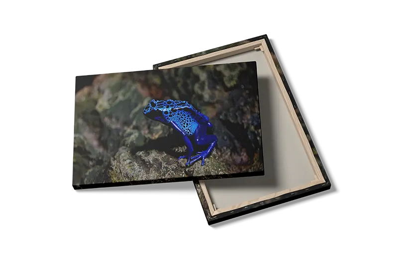Blue Poison Dart Frog Plakat