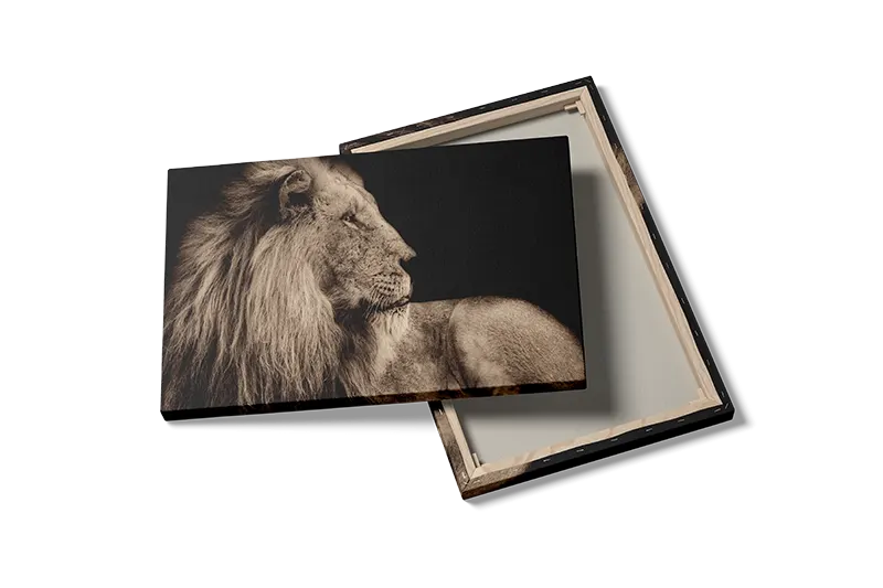 Majestic Lion I Plakat