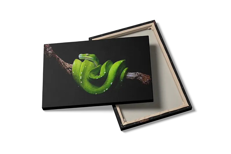 Ko Green Tree Python Plakat