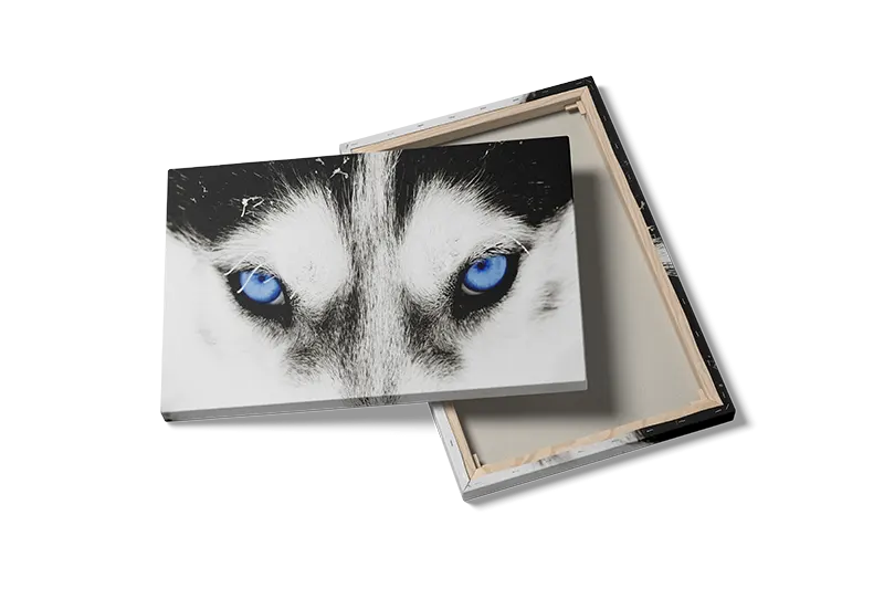 Husky Blue Eyes Plakat