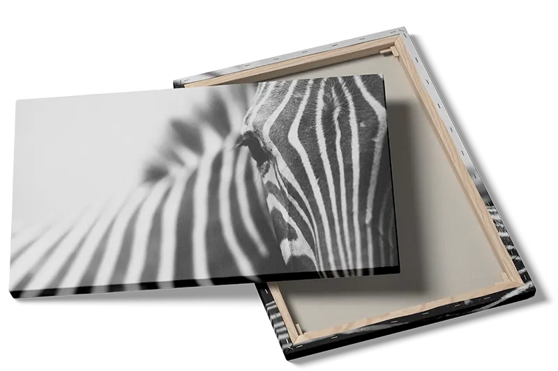 Zebra Profil i Sort-hvid
