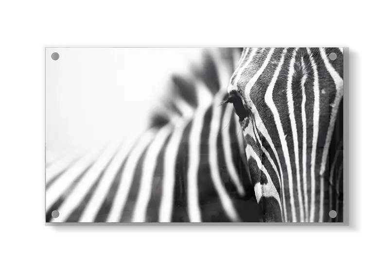 Zebra Profil i Sort-hvid