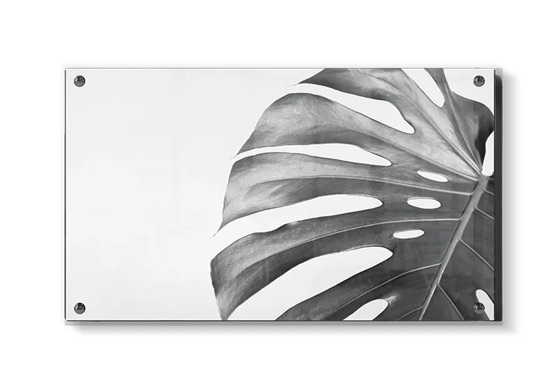 Monstera Blad i Gråtoner