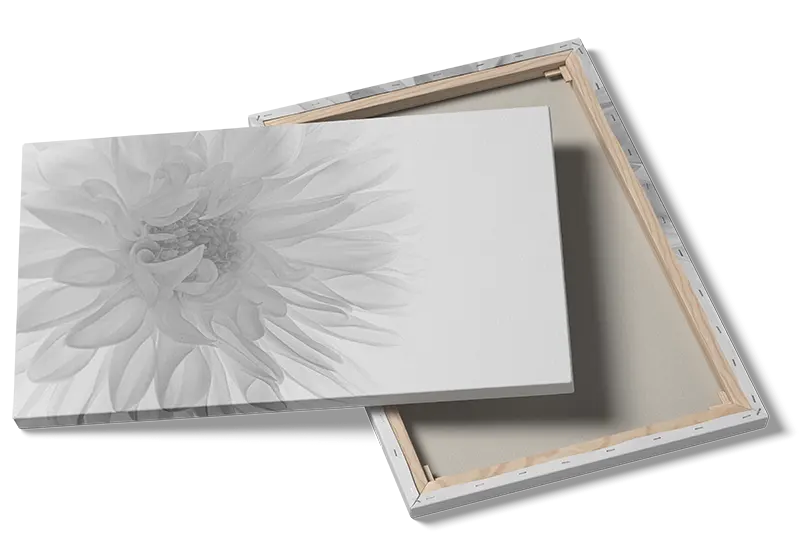 Monokrom Dahlia i Nærbillede