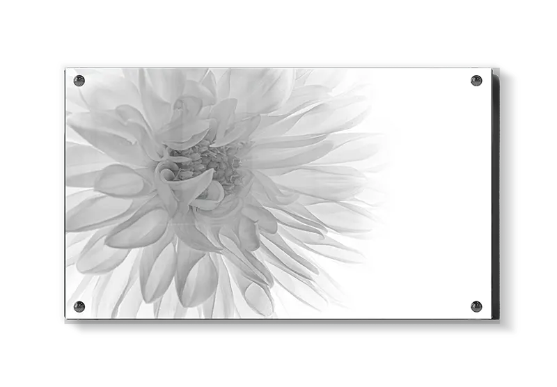 Monokrom Dahlia i Nærbillede