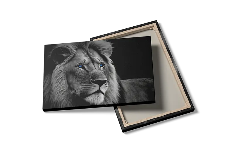 Lion With Blue Eyes Plakat