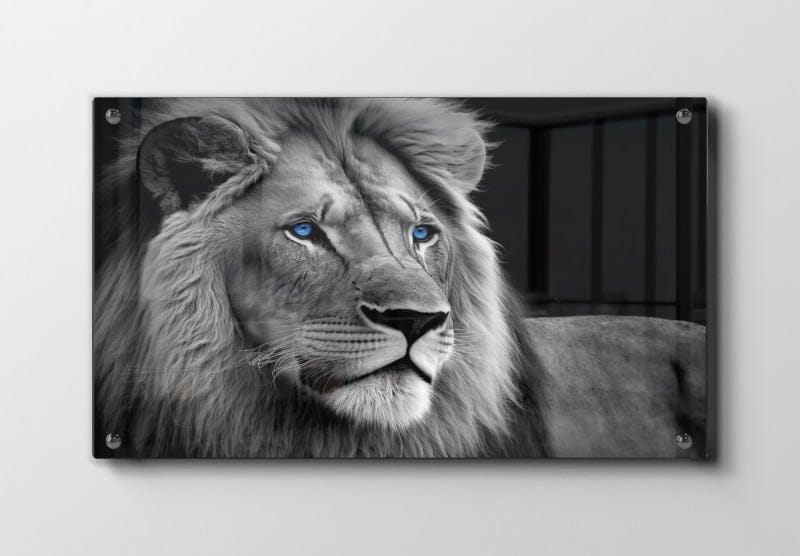 Lion With Blue Eyes Plakat