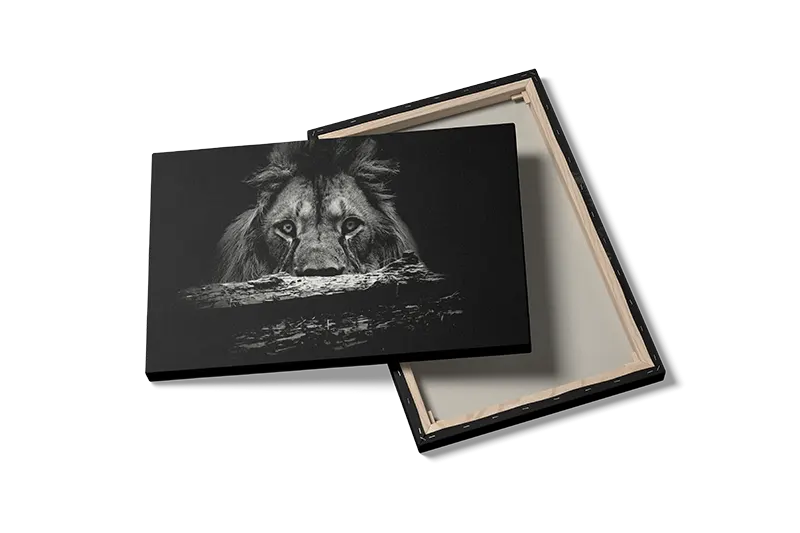 Lion Stare Plakat