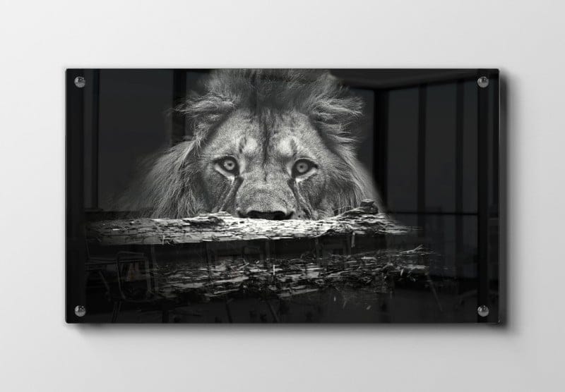 Lion Stare Plakat